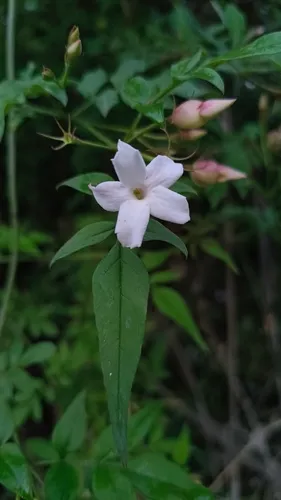 Poet's Jasmine