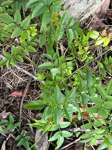 Pink Jasmine
