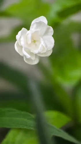 Arabian Jasmine