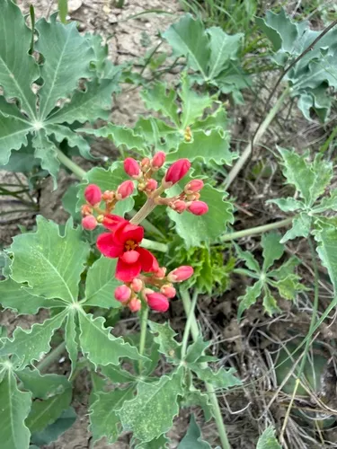 Berlandier's Nettlespurge