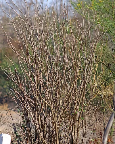 Arizona Nettlespurge