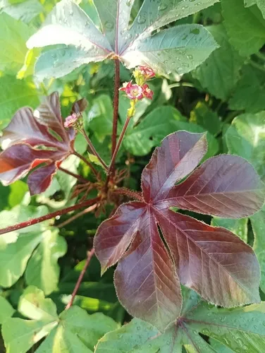 Bellyache Bush