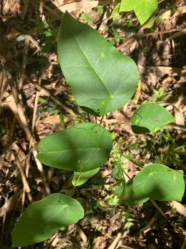 Wild Oilnut — photo by ernestopaganarocho