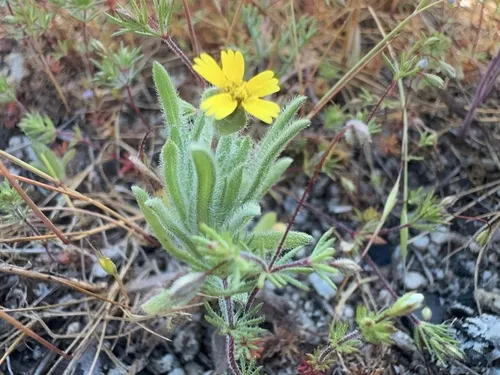 Yosemite Tarweed — photo by Bob Steele