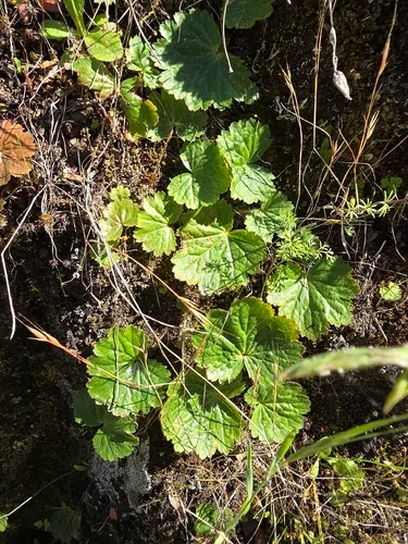 Foothill Jepsonia