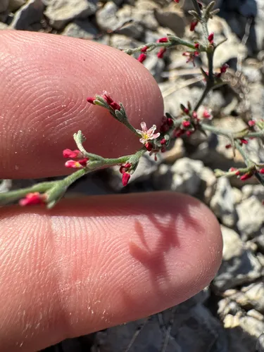Red Creek Buckwheat — photo by Parker James Lloyd