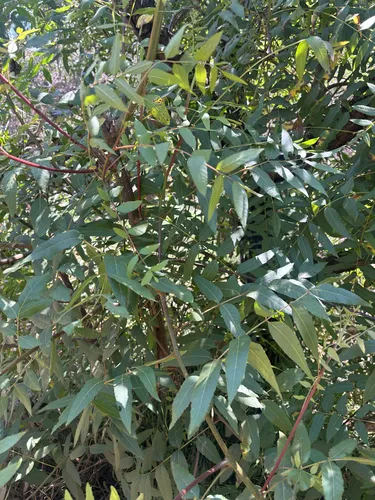 Southern California Walnut