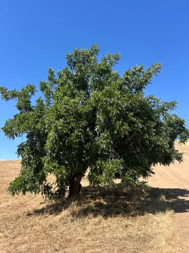 Northern California Walnut