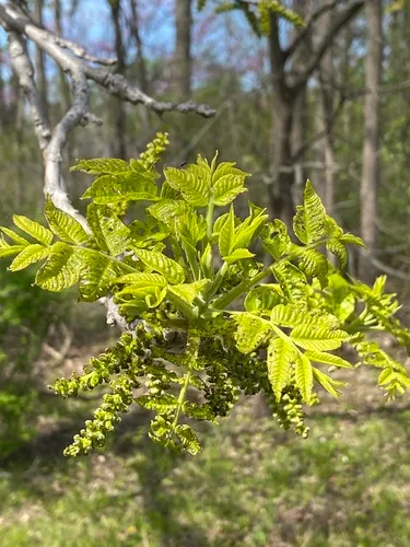 Black Walnut