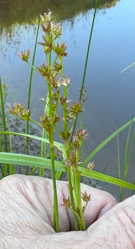 Tapertip Rush — photo by Becky Dill