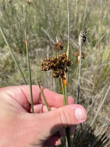 Spiny Rush — photo by Chase Mathey