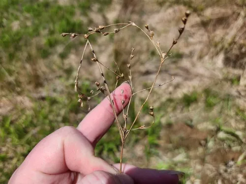 Greater Poverty Rush — photo by Summit Metro Parks