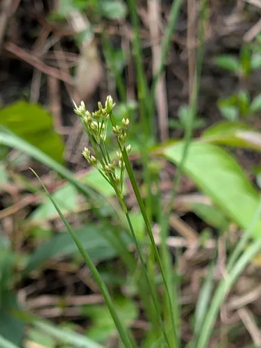 Bog Rush — photo by ayohung