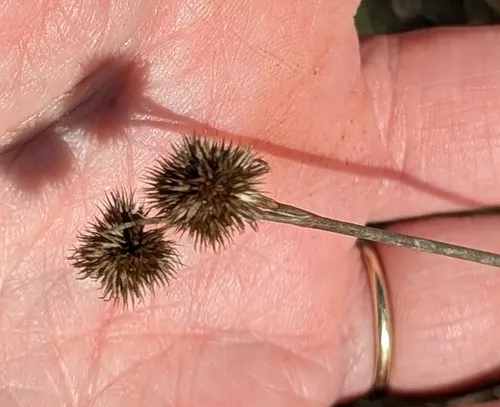 Whiteroot Rush