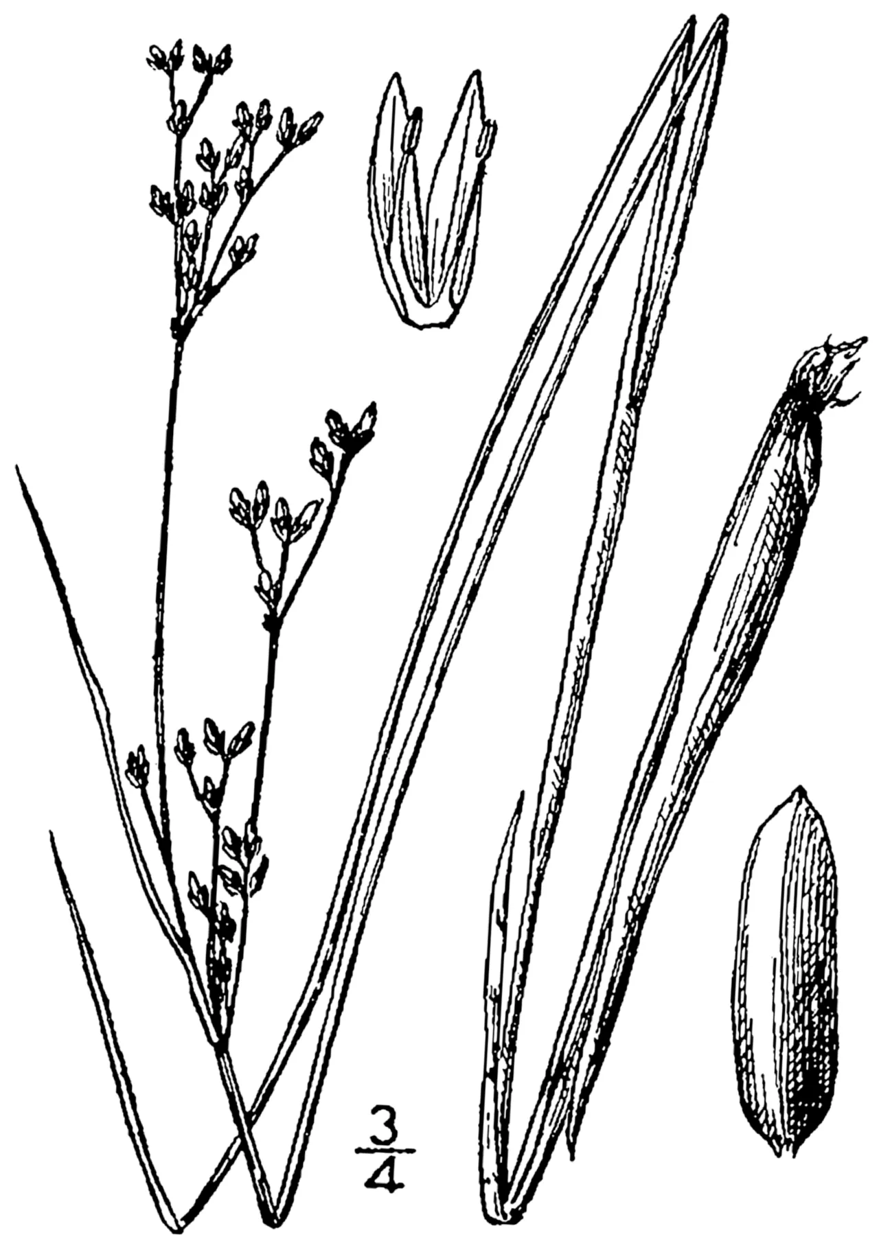 Narrowpanicle Rush — photo by Britton, N.L., and A. Brown. 1913. An illustrated flora of the northern Unite…