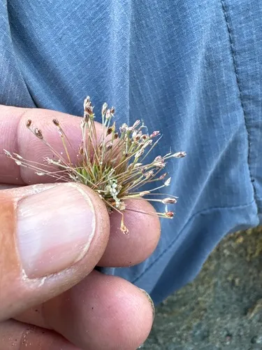 Moss Rush — photo by jrebman