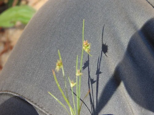 Leafybract Dwarf Rush — photo by Nelson Conceição