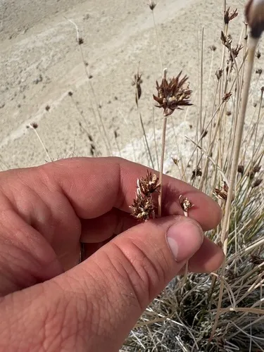 Cooper's Rush — photo by schaeferross82