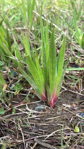 Swordleaf Rush — photo by jaspbat