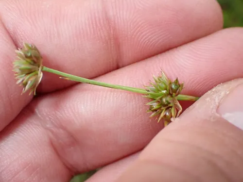 Ringseed Rush — photo by Jared Gorrell