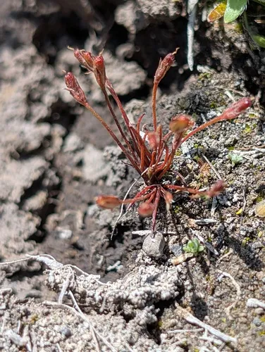 Herman's Dwarf Rush — photo by cabotanist_55