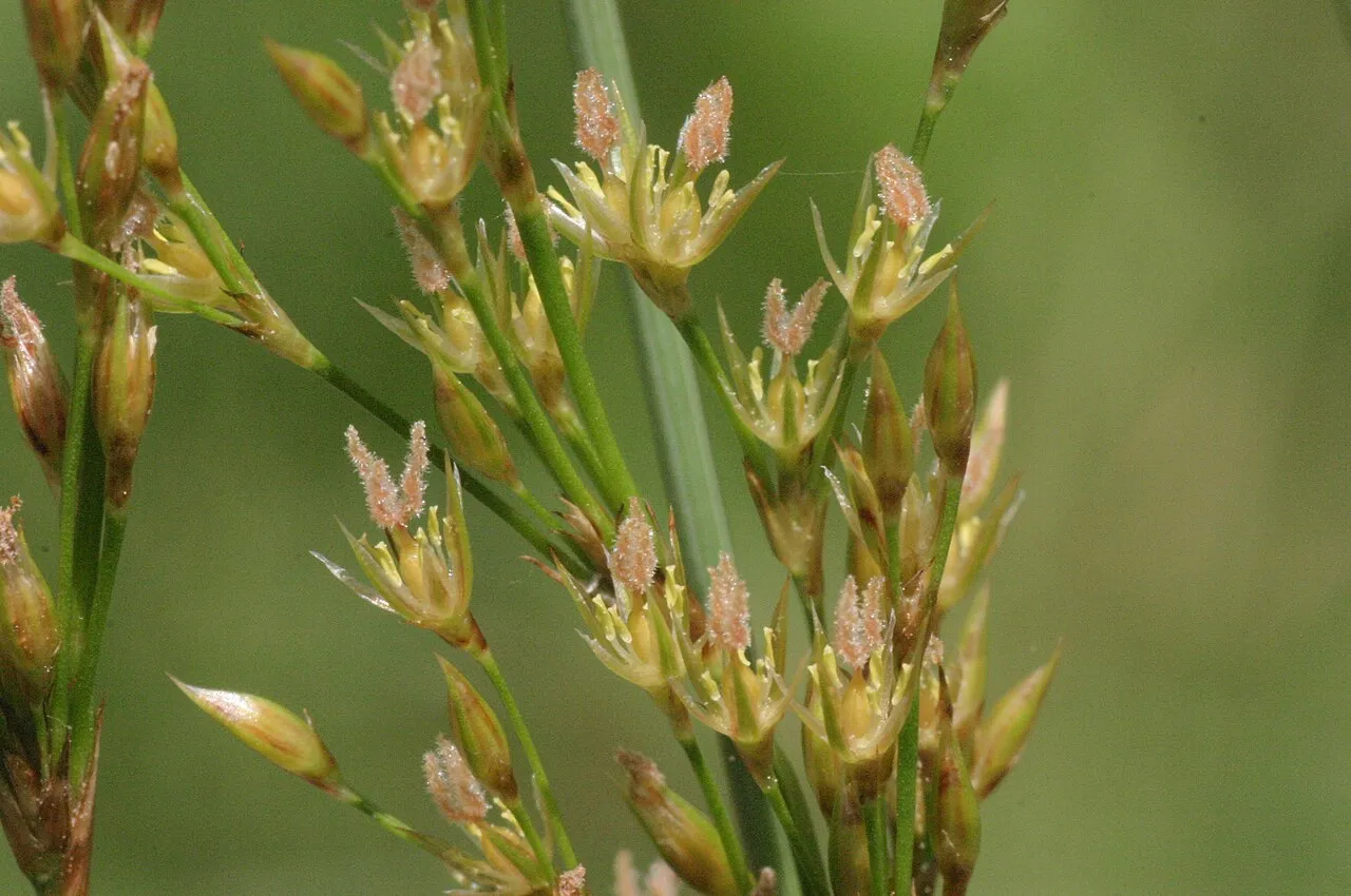 European Meadow Rush — photo by HermannSchachner