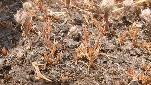 Kellogg's Dwarf Rush — photo by Pete Lypkie