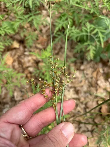 Grassleaf Rush — photo by Sam Kieschnick