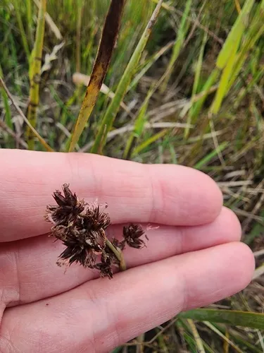 Brownhead Rush (var. paniculatus) — photo by Rupert Clayton