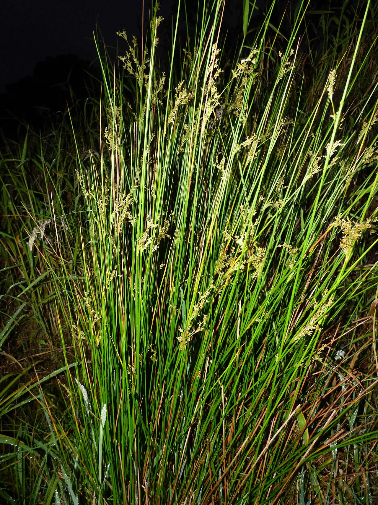 Manyflower Rush — photo by Forest and Kim Starr