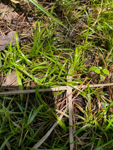 Lesser Creeping Rush — photo by Matt