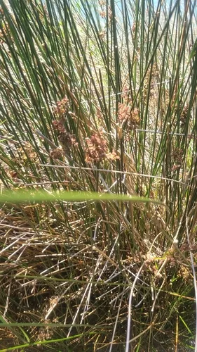 Needlegrass Rush — photo by David Lauthers