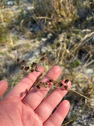 Needlepod Rush — photo by Sequoia Janirella Wrens