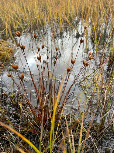 Moor Rush — photo by Suvi L