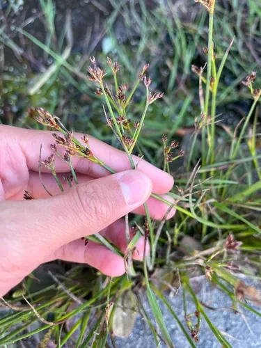 Hairyleaf Rush — photo by Michael Long