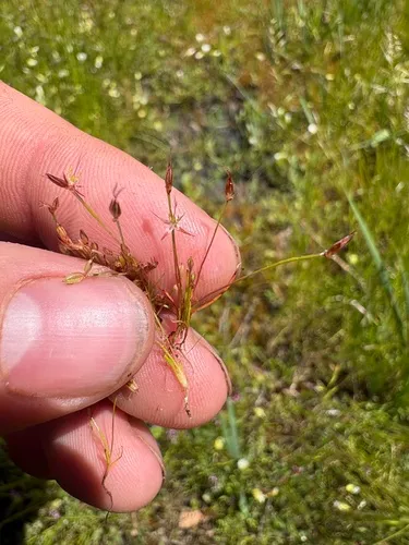Yosemite Dwarf Rush — photo by schaeferross82