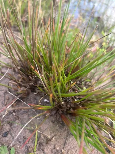 Roundhead Rush (var. validus) — photo by johnlinogao