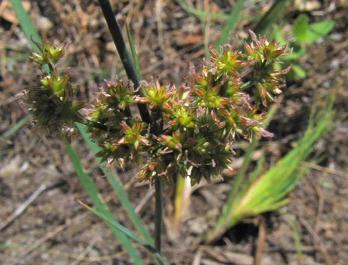 Irisleaf Rush — photo by Anthony Valois and the National Park Service
