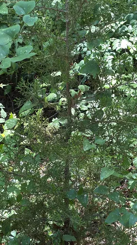 Ashe's Juniper