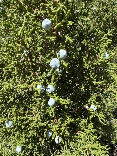 California Juniper