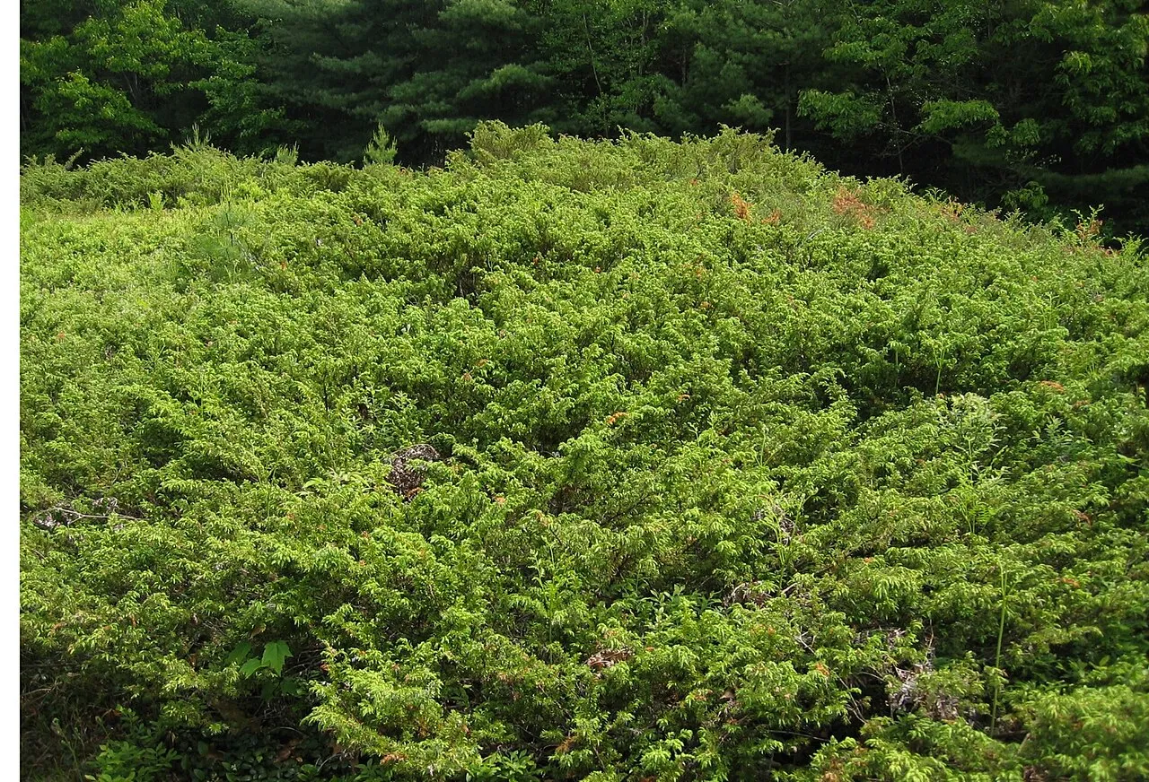 Common Juniper (var. depressa) — photo by Keith Kanoti, Maine Forest Service, USA