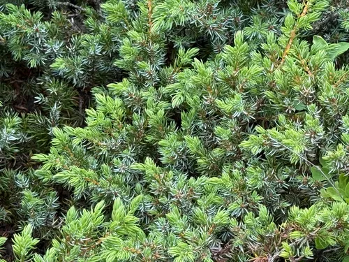Common Juniper