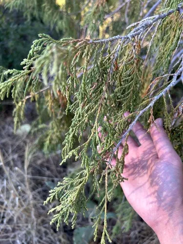 Drooping Juniper