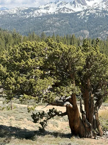 Western Juniper — photo by wendy_gbbns