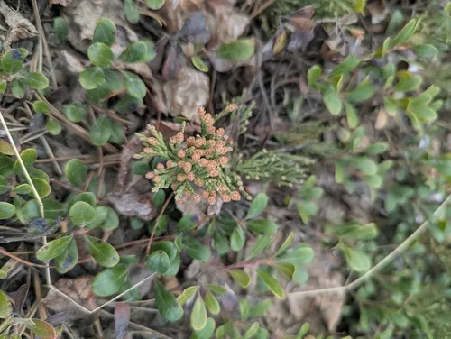 Creeping Juniper