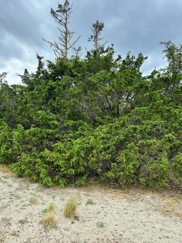 Seaside Juniper — photo by trinitymcganty