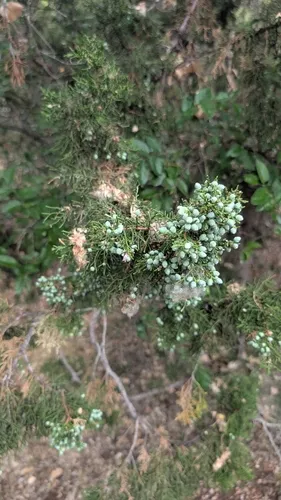 Oneseed Juniper — photo by Thomas Everest