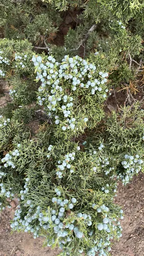 Western Juniper — photo by rwanguba