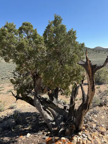 Utah Juniper — photo by Michelle Skip Vasquez