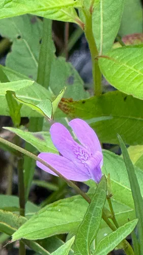 Pineland Water-willow — photo by eric rupert